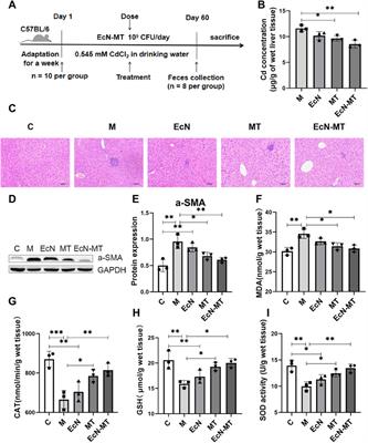 Engineered Bacteria EcN-MT Alleviate Liver Injury in Cadmium-Exposed Mice via its Probiotics Characteristics and Expressing of Metallothionein